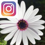 Picture related to Osteospermum overlaid with the Instagram logo.