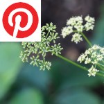 Picture related to Parsley overlaid with the Pinterest logo.