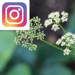 Picture related to Parsley overlaid with the Instagram logo.