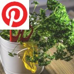 Picture related to Parsley overlaid with the Pinterest logo.