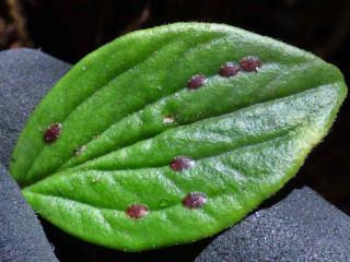 Peperomia pests