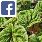 Picture related to Peperomia overlaid with the Facebook logo.