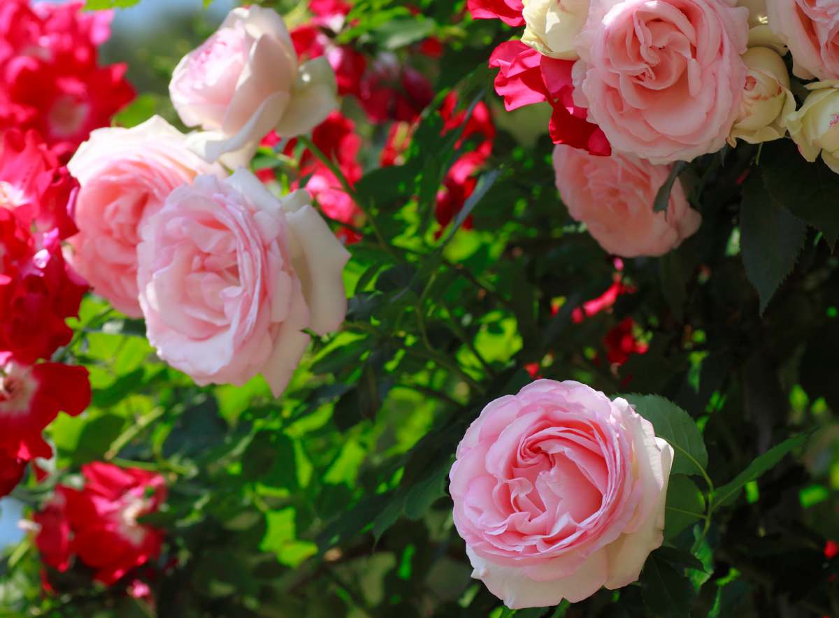 pierre de ronsard roses