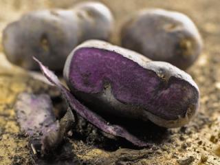 Planting vitelotte potato