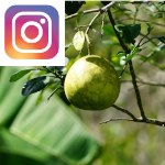 Picture related to Pomelo grapefruit overlaid with the Instagram logo.