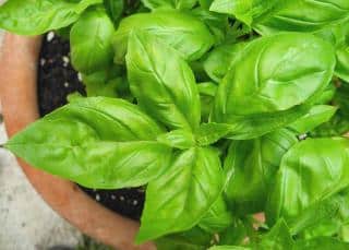 Pot-grown basil leaves ready for the harvest