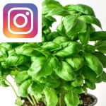 Picture related to Potted basil overlaid with the Instagram logo.