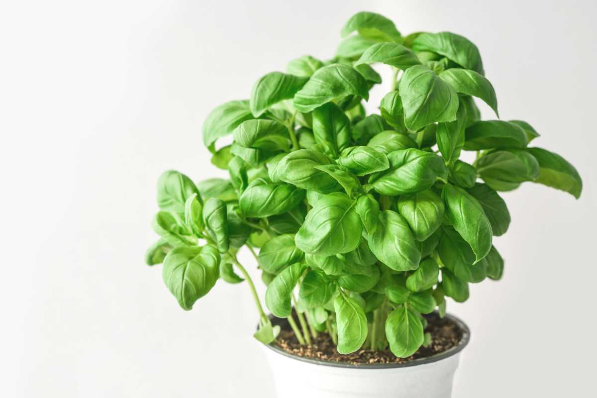 Basil growing in a container pot.