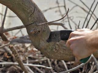 Tools for pruning apple and pear