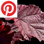 Picture related to Purple hazel overlaid with the Pinterest logo.
