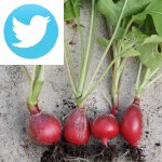 Picture related to Radish overlaid with the Twitter logo.