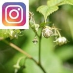 Picture related to Raspberry plants overlaid with the Instagram logo.