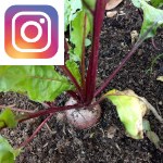 Picture related to Red beet overlaid with the Instagram logo.