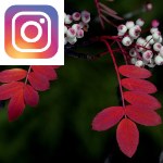 Picture related to Sorbus overlaid with the Instagram logo.