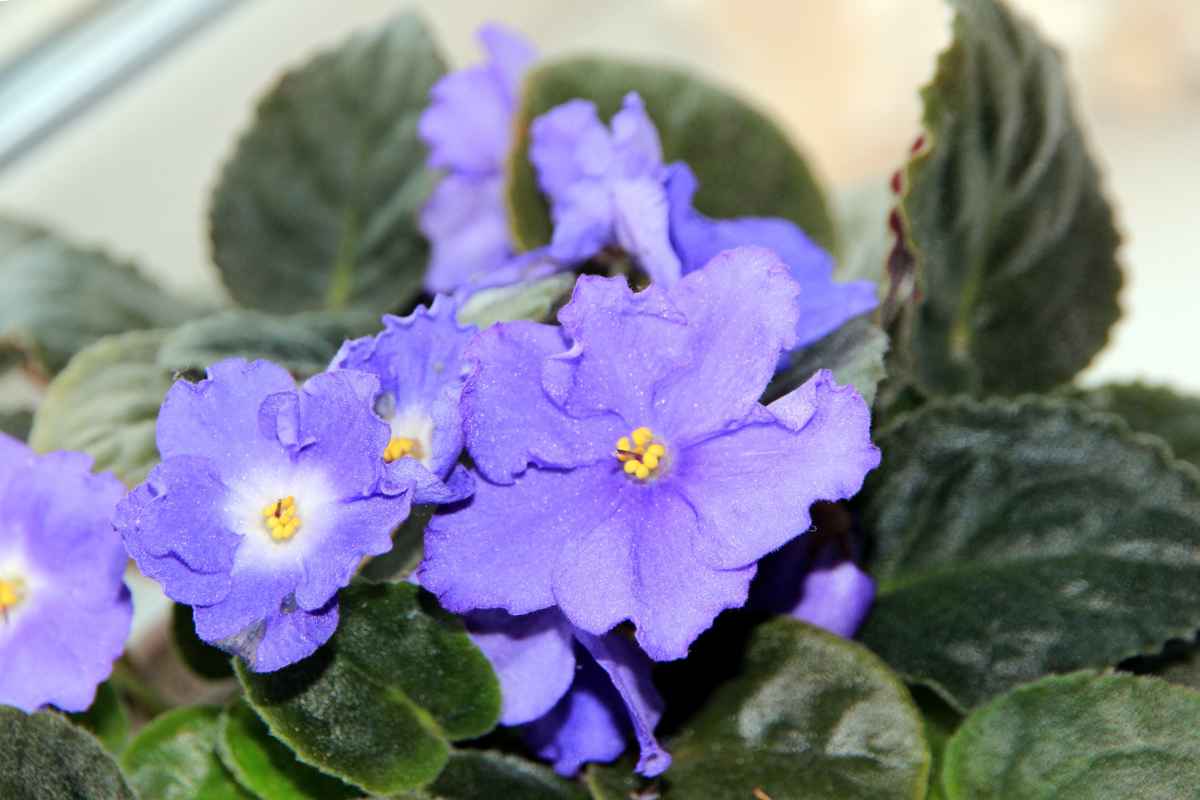 Saintpaulia flowers with their thick fleshy, ruffled leaves