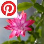 Picture related to Schlumbergera overlaid with the Pinterest logo.