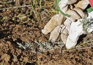 Securing the buried branch with a metal hoop