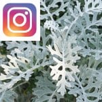 Picture related to Silver ragwort overlaid with the Instagram logo.