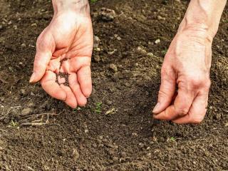 Sowing sorrel