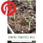 Picture related to Sowing tomato overlaid with the Pinterest logo.