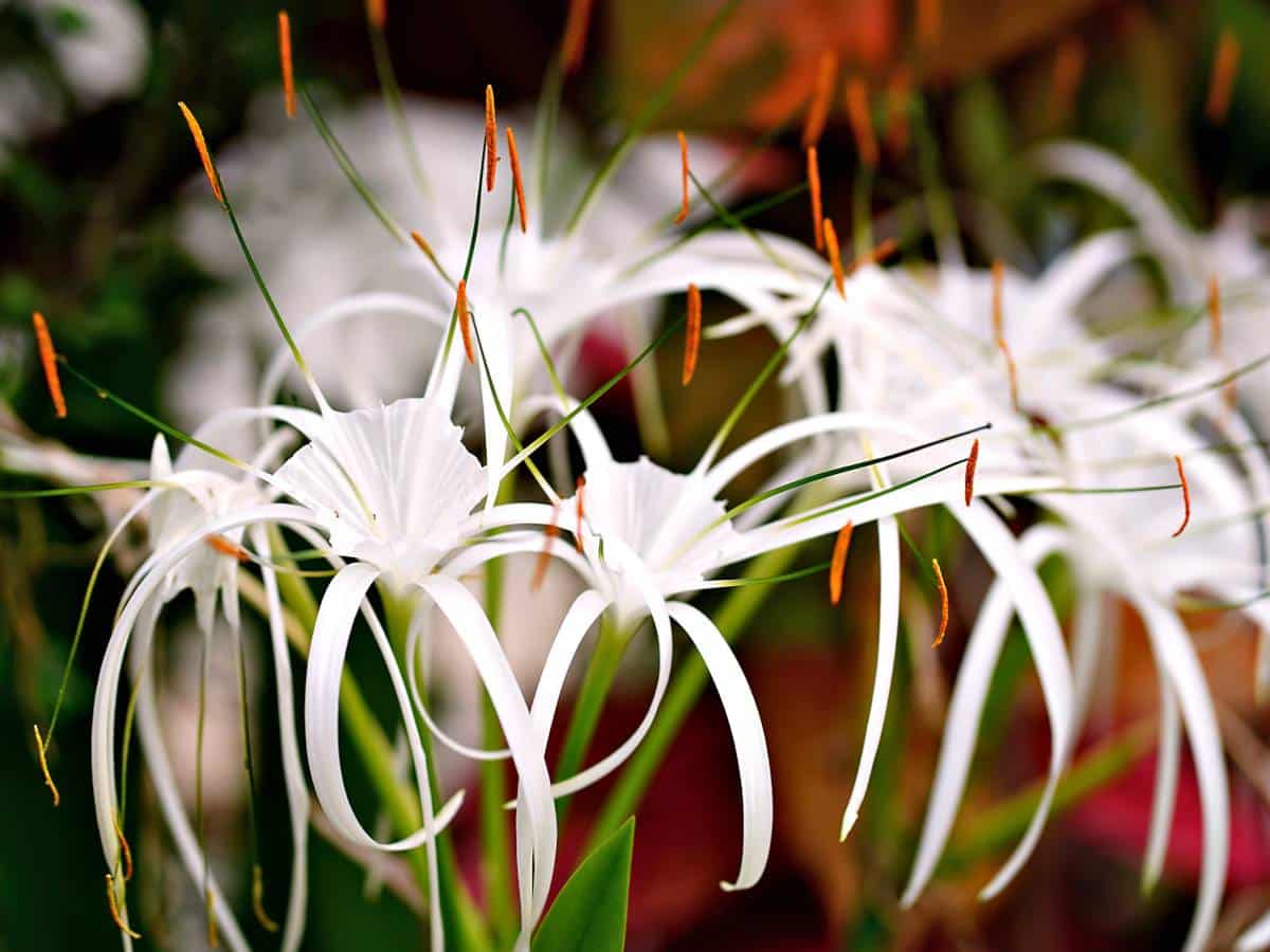 Spider lily