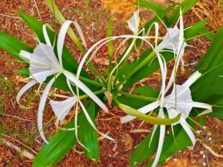 Planting spider lily