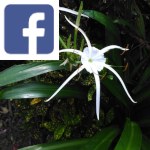 Picture related to Spider lily overlaid with the Facebook logo.