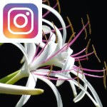 Picture related to Spider lily overlaid with the Instagram logo.