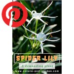 Picture related to Spider lily overlaid with the Pinterest logo.