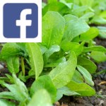 Picture related to Spinach overlaid with the Facebook logo.