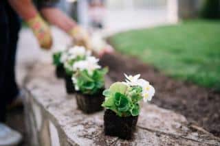 Flowers ready for planting in spring flower beds