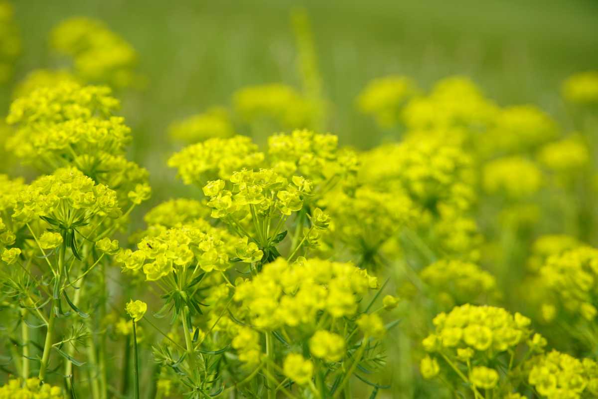 Yellow spurge flowers in a field