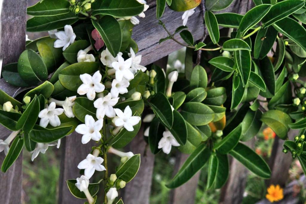 Stephanotis jasmine vine trained along an arbor