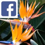 Picture related to Strelitzia overlaid with the Facebook logo.