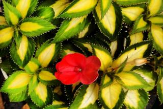 Cuttings prepared from a Sunpatiens flower