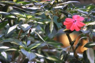 Propagating sunpatiens seeds and cuttings