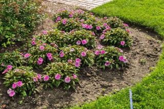 Seed propagation doesn't produce new Sunpatiens