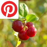 Picture related to Exotic berries for temperate climates overlaid with the Pinterest logo.