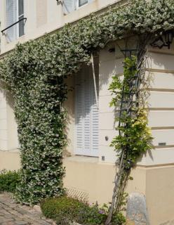 Large stephanotis covering a wall