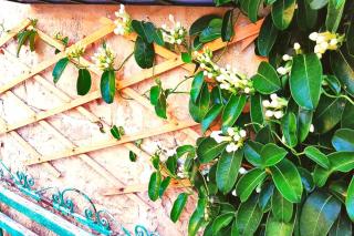 Training a stephanotis vine