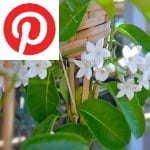 Picture related to Stephanotis moving overlaid with the Pinterest logo.
