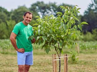 Planting walnut