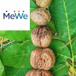Picture related to Walnut overlaid with the MeWe logo.