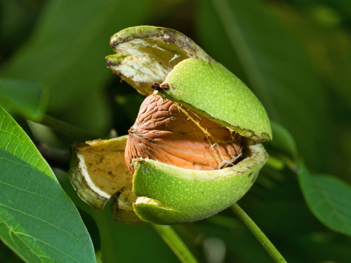 Walnut tree