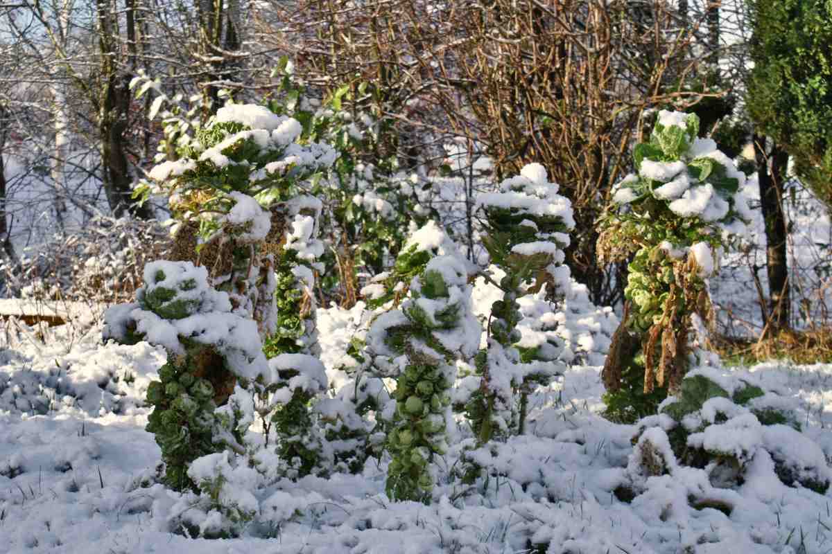 Brussel sprouts for winter