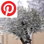 Picture related to Winterizing olive trees overlaid with the Pinterest logo.