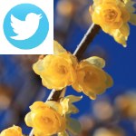 Picture related to Wintersweet overlaid with the Twitter logo.