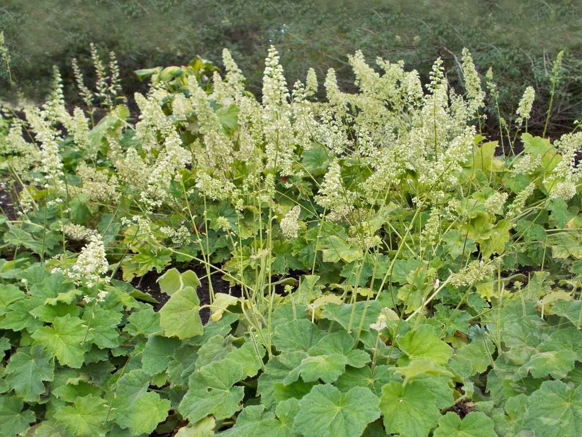 Heuchera - alumroot