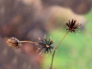 Propagating bidens