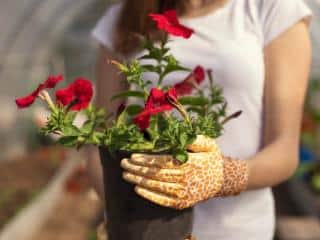 Planting calibrachoa